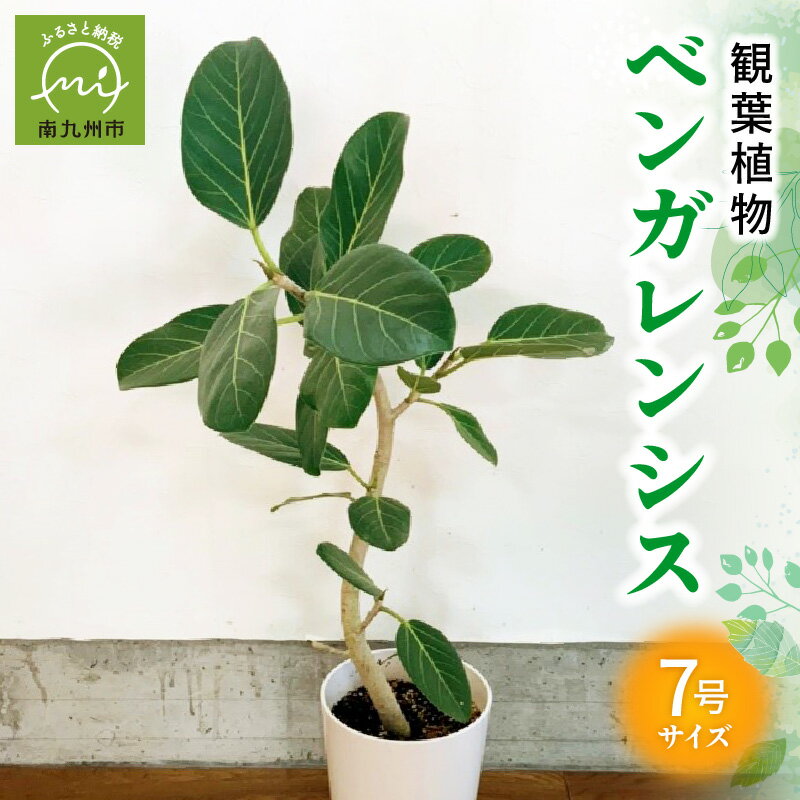 【ふるさと納税】観葉植物 ベンガレンシス 7号 サイズ 3.5kg 1鉢 高さ 約 70cm ～ 80cm 鉢植え 白い幹 高級感 シンプル デザイン 繊細 インテリア オフィス リラックス おしゃれ 育て方 マニュアル付 鹿児島県 南九州市 お取り寄せ 送料無料