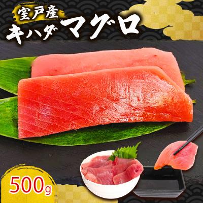 ふるさと納税 室戸市 天然キハダマグロ 500g 刺身用柵 赤身 刺身 室戸市産 |  | 01