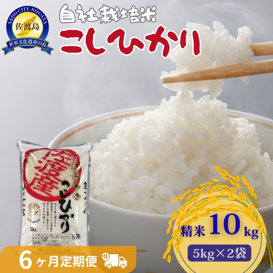 自社栽培米佐渡産こしひかり（精米10kg）6カ月定期便195954-0004