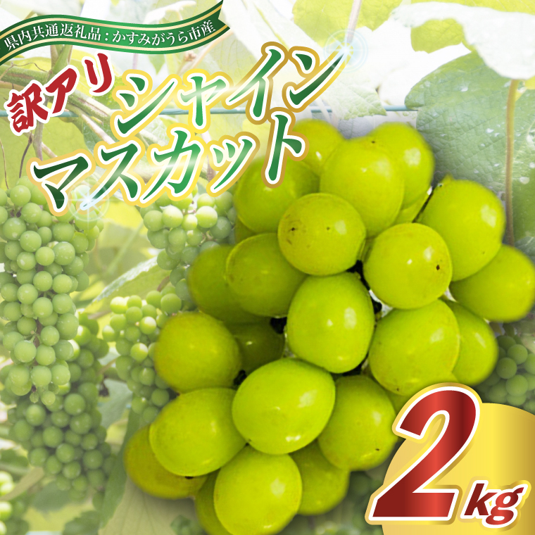 訳あり シャインマスカット 約2kg ＜2026年9月より順次発送＞  (県内共通返礼品:かすみがうら市産)  皮ごと フルーツ 果物 ぶどう (BR076)