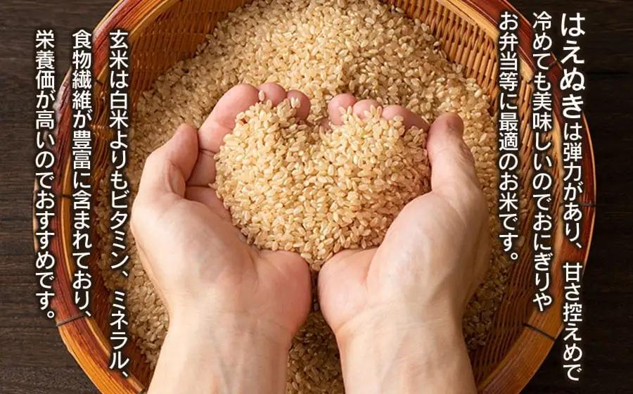 【令和8年産】 はえぬき 玄米 10kg (5kg×2袋) 山形県庄内産 小池半左衛門