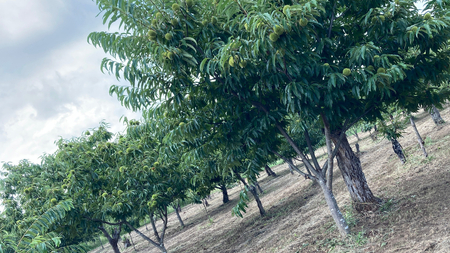 【2024年9月上旬発送開始】鶴沼 の 栗 3kg  (茨城県共通返礼品／石岡市)  和栗 国産栗 くり 栗 生栗 オーガニック肥料 果じゅまる園 [DQ003sa]