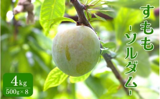 先行予約 すもも（ソルダム）4kg ※6月中旬～7月中旬頃に順次発送予定【期間限定・数量限定・2025/6/20まで】 / スモモ お取り寄せ 期間限定 夏 フルーツ 果物 和歌山県 田辺市