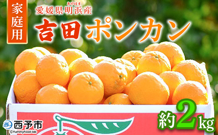 【先行予約】＜吉田ポンカン 家庭用 約2kg＞ 果物 くだもの フルーツ みかん ミカン 柑橘 吉田ぽんかん よしだぽんかん ヨシダポンカン ぽんかん 訳あり ご自宅用 特産品 株式会社笑丸 愛媛県 西予市【常温】『2027年1月下旬～2月下旬迄に順次出荷予定』AAN0057
