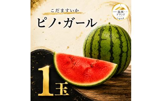 [2027年先行予約] こだますいか ピノ・ガール  1玉 約 2kg | 小玉スイカ すいか スイカ 西瓜 甘い ジューシー 旬の果物 夏 初夏 suika fruits 果物 くだもの デザート フルーツ おやつ 茨城県産 JA 北 つくば 関東 茨城 筑西 【2027年産 / 令和9年産 】