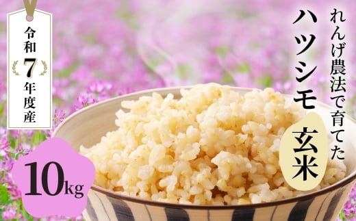 玄米＼採れたて／令和7年産 新米 10kg 玄米 単一原料米 れんげ ハツシモ 岐阜美濃の誇り れんげ育ちのハツシモ コシヒカリの先輩 米 新米 ごはん 白米 精米 お米 大黒屋 岐阜県 大垣市