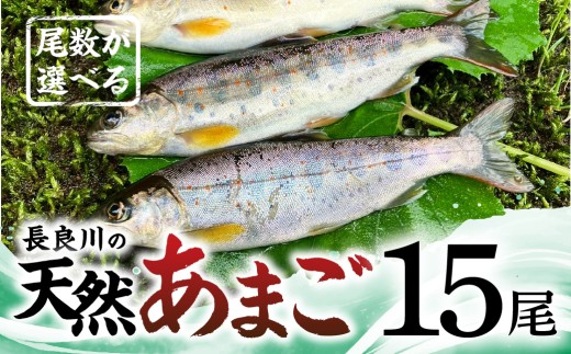 【ふるさと納税】尾数が選べる 郡上産 長良川の天然あまご 15尾 / 食品 魚介類 水産加工品 その他水産物 アマゴ 20000円 G0079d
