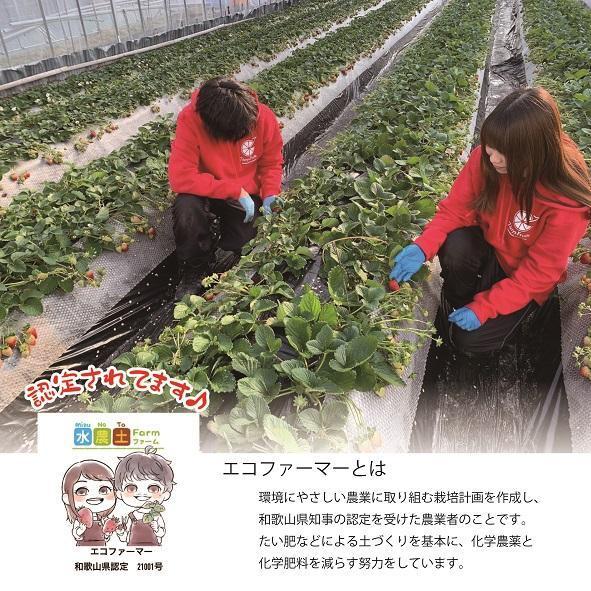 超特選☆いちご【まりひめ】2026年1月中旬から3月下旬まで発送【KF8】	BE90007   _イメージ5