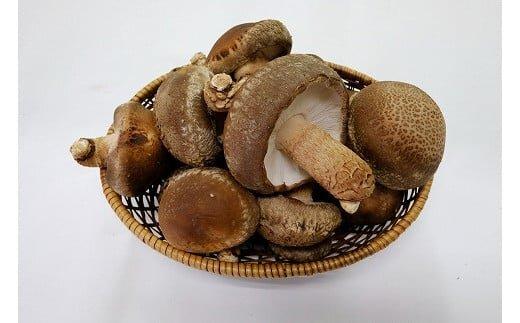 352.【冷蔵】原木しいたけ サンシェードプリンス　※北海道・沖縄・離島 以外への配送　※2025年12月中旬～2026年2月上旬頃に順次発送予定