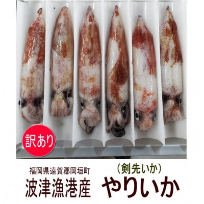 岡垣町波津漁港　お刺身用ヤリイカ(剣先イカ)4～6杯で合計700g【訳あり】(岡垣町)【配送不可地域：離島】【1569114】