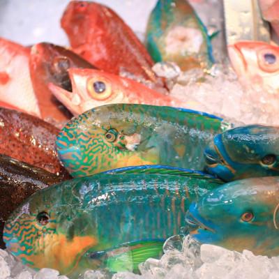ふるさと納税 座間味村 慶良間諸島の自然味覚 旬のお魚3種セット |  | 03