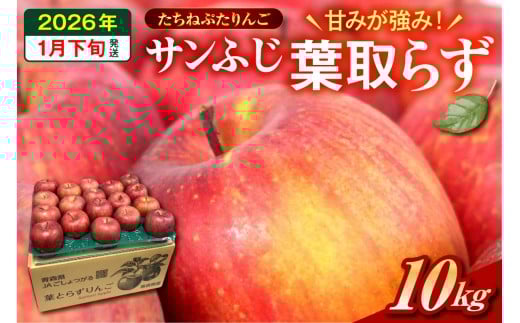 【2026年1月下旬】 たちねぷたりんご 約10kg 【青森県産】 葉取らず サンふじ りんご