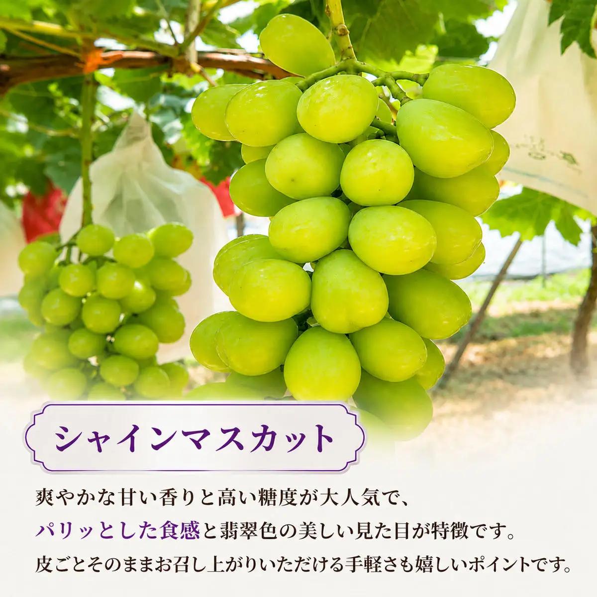 ぶどうセットシャインマスカット泉湧誉 2品種食べ比べ 種なしぶどうセット【5房計2.5kg】【先行予約】