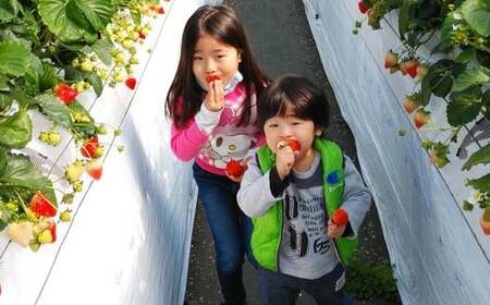 絢音ベリー農園 絢 いちご 紅ほっぺ 1kg （250g×4パック） 苺 先行予約 熊本県 フルーツ 厳選 【2025年12月上旬～2026年4月下旬迄順次発送予定】