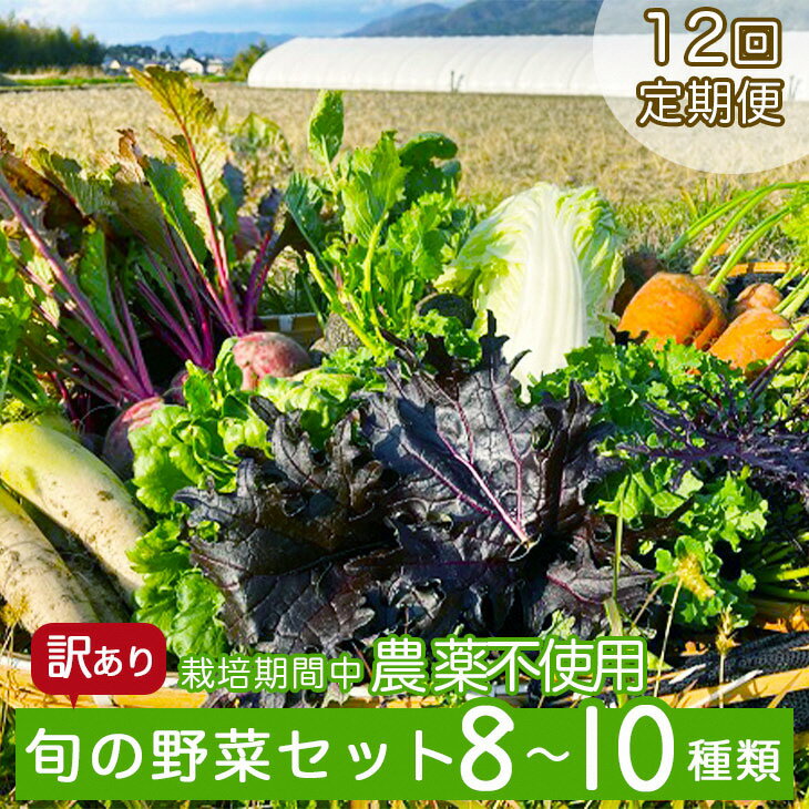 【ふるさと納税】【12回定期便】かたもとオーガニックファームの農業研修生が育てたお野菜セット 8～10品目 ｜ 産地直送 朝採れ 新鮮 京野菜 京都府 亀岡産