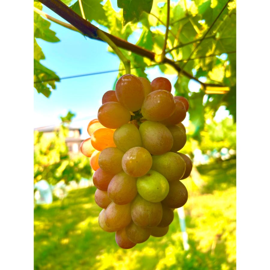 ＜小川ぶどう園＞特撰「スカーレット」（種無し）２房