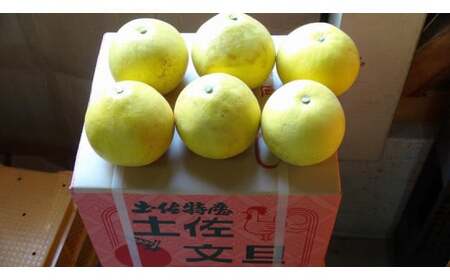 【先行予約】【訳あり】三愛果樹園の土佐文旦10kg / 土佐文旦 みかん 柑橘 ぶんたん ブンタン 果物 フルーツ 〈2027年2月上旬から順次発送〉【三愛果樹園】 [BQAO009]