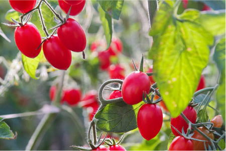 香TOMATOメルシーギフト(OGAWA FARM)　