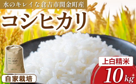 コシヒカリ 10kg（上白精米）令和7年産 新米 お米 米 こめ コメ こしひかり コシヒカリ ご飯 ごはん 鳥取県 倉吉市産