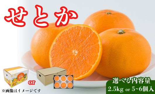 
            【先行予約】選べる せとか 【・2.5kg（みきゃん箱入り）・2L～3Lサイズ 5～6個入】 発送期間: 2月上旬～2月下旬 柑橘 みかん 蜜柑 冬 みきゃん プレゼント 人気 らんきんぐ ランキング 数量限定 期間限定 愛媛県 愛南町 フジ・アグリフーズ
          