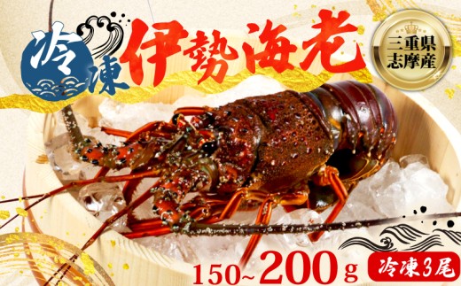 伊勢海老 150 ~ 200g 冷凍 3尾 数量限定 期間限定 伊勢海老 伊勢エビ 伊勢 海老 エビ イセエビ 刺身 焼き物 お味噌汁 鍋 ボイル エビフライ アレンジ可 新鮮 海鮮 ギフト 贈答 三重県 志摩市