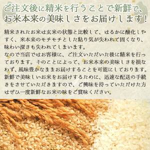 令和５年産 コシヒカリ 白米10kg（10kg×1袋）2023年産