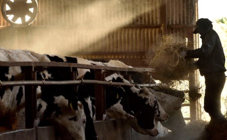 国分牧場 プレミアセット【5ヶ月連続定期便】【 国産 国産牛 牛肉 ステーキ しゃぶしゃぶ すき焼き ビーフシチュー 定期便 冷凍 】