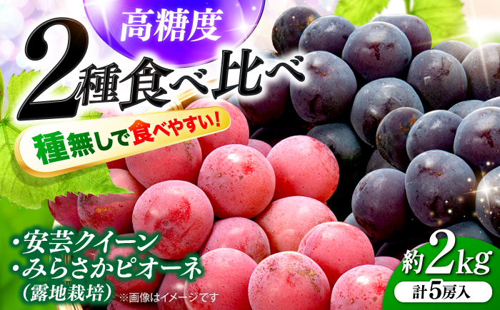 【2026年先行予約】みらさかピオーネ2房＆安芸クイーン3房 計2kg 5房入 （露地栽培） ＜8月下旬頃から順次発送＞ フルーツ ギフト ピオーネ ぶどう 果物 三次市/みらさかピオーネ直売所 [APBE005]