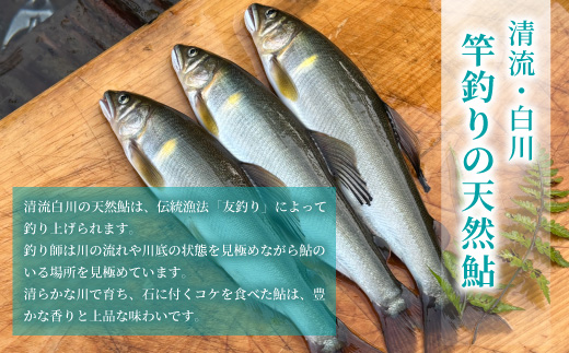 清流白川 天然鮎 20尾 冷凍 鮎 あゆ アユ 川魚 真空パック 竿釣り 川釣り おかず グルメ BBQ