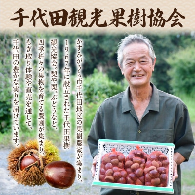 千代田のこだわり生栗 2kg 和栗 2Lサイズ | 茨城県 かすみがうら市【1787734】