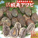 【ふるさと納税】奥尻島産蝦夷アワビ（養殖）10ケ入り75mm以上 ふるさと納税 鮑 あわび アワビ 蝦夷あわび 蝦夷アワビ 蝦夷鮑 活 活蝦夷アワビ 北海道 奥尻町 送料無料 OKUF010