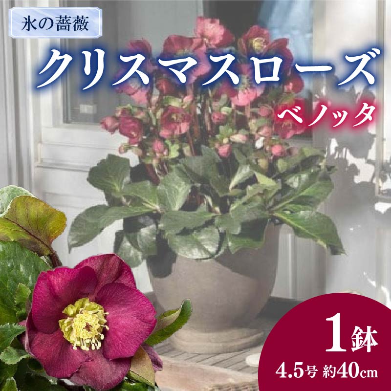 【ふるさと納税】 クリスマスローズ 鉢植え 氷の薔薇 ベノッタ 開花株 4.5号 冬 季節 ガーデン ガーデニング 庭 贈答 プレゼント ギフト 植物 花 先行予約 冬の花 寒さに強い エレボルス 希少 おしゃれ 園芸 2025年12月中旬より発送開始 オンライン決済限定 藤枝市 静岡県