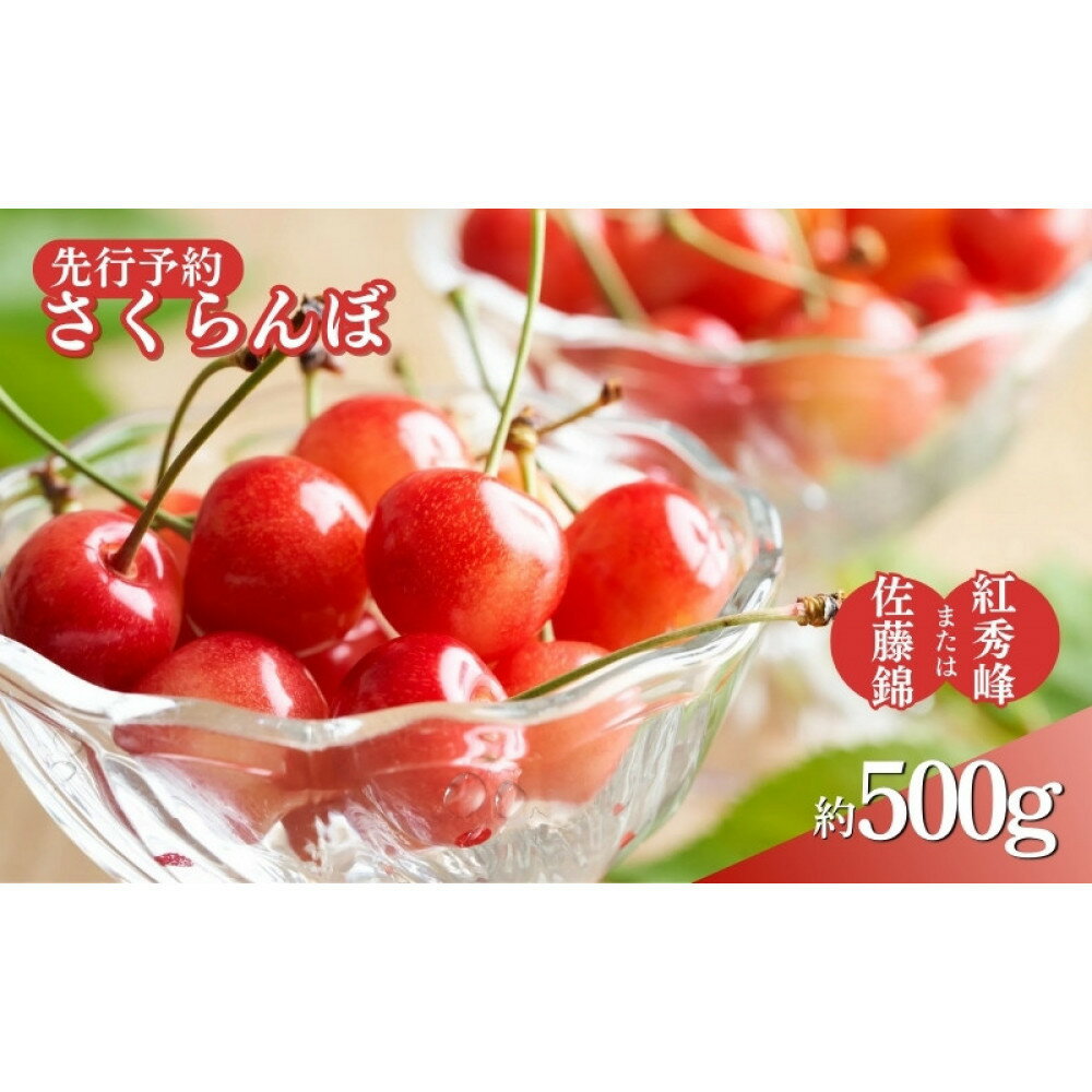 【ふるさと納税】長野県 長野市産さくらんぼ 500g【2026年6月下旬頃発送予定】（矢島農園）