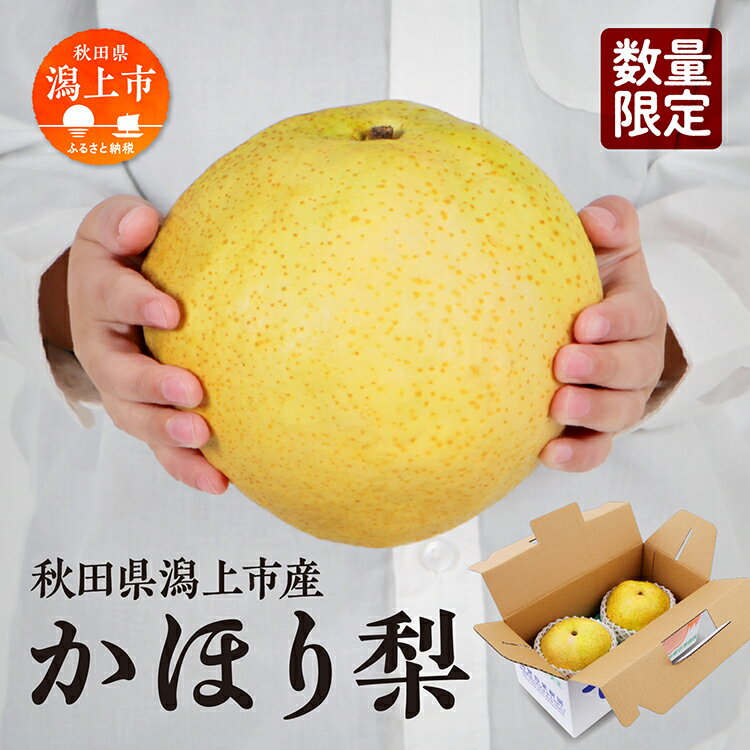 【ふるさと納税】 《10月中旬以降発送》令和7年産 和梨 かほり梨 かほり 旬 甘い 大玉 800g くだもの 果物 フルーツ なし ナシ 冷蔵 グルメ 人気 おすすめ ランキング 秋田 秋田県 潟上 潟上市 【加賀谷果樹園】
