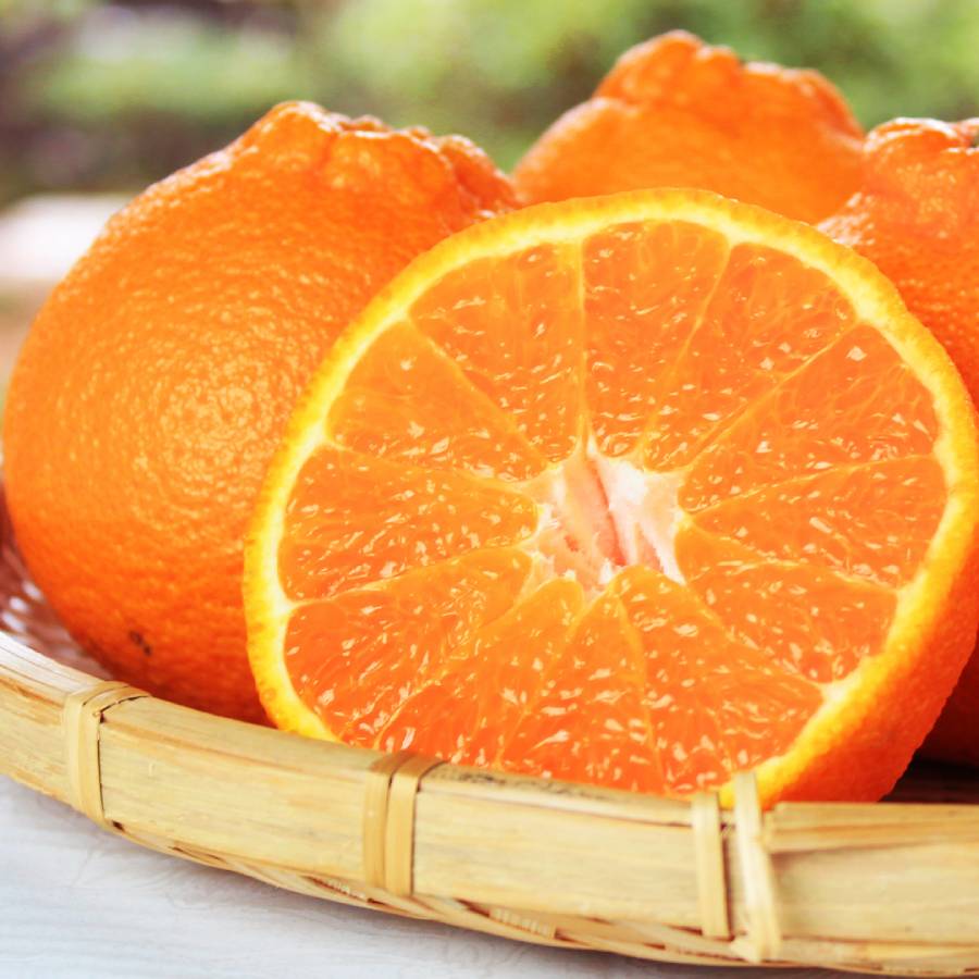 ＜魚鶴＞完熟「紀州デコ」3kg