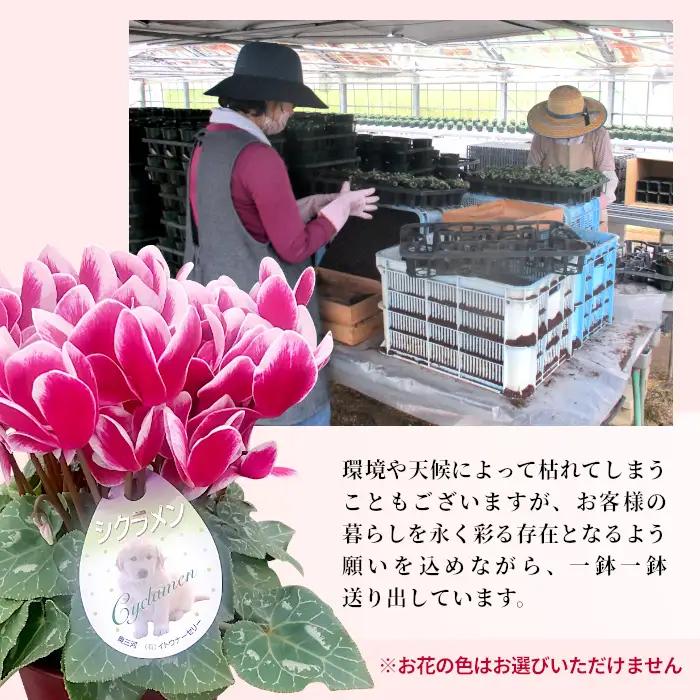 〈先行予約〉10月から順次発送～シクラメン ガーデンミックス 3号鉢×20鉢 農林水産大臣賞受賞歴あり 花 ピンク 白 赤 プレゼント 贈り物 鉢花 鉢 ガーデン ガーデニング 高品質 クリスマス 愛