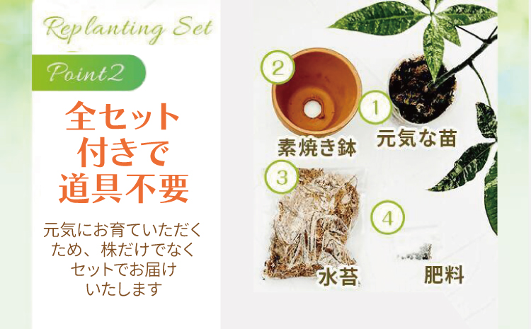 【森水木のラン屋さん】パキラ ミルキーウェイ 実生苗 斑入り 2.5号 ポット 栽培苗 ベージュ系素焼き鉢 熊本県 宇城市産 観葉植物 希少品種 風水 縁起 白斑 種類 育てやすい 初心者 人気 室内