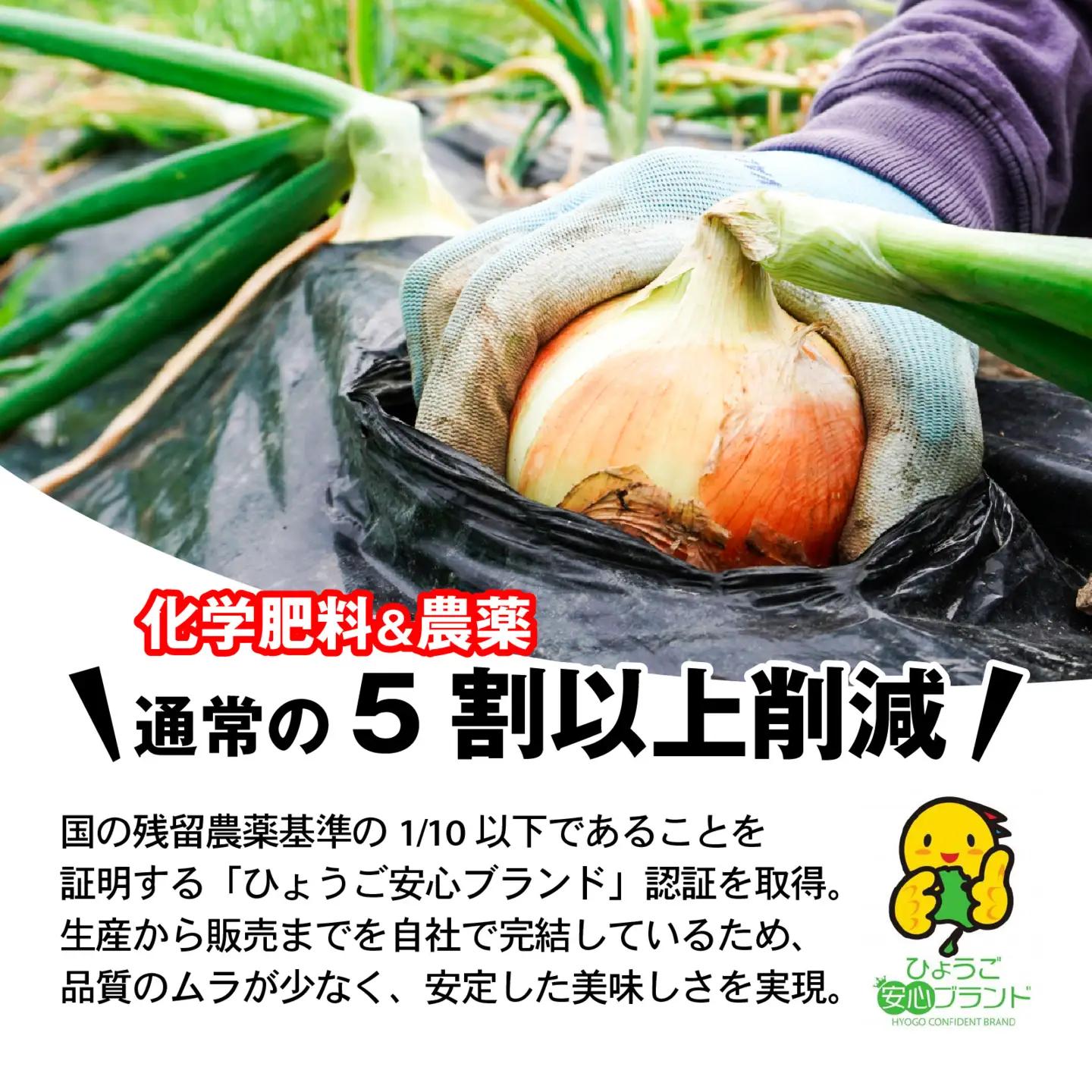 玉ねぎ 5kg 訳あり 淡路島  / 玉ねぎ