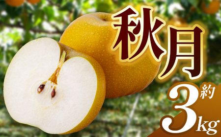 【先行予約】【2026年9月より順次発送】梨 秋月 3kg |  | 栃木県 下野市