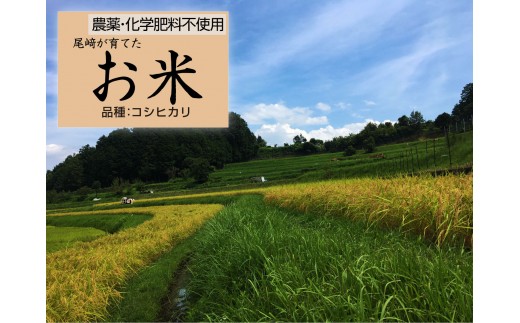 栽培期間中農薬・化学肥料不使用 白米粒が光る棚田米 滋賀県大津産 白米5kg