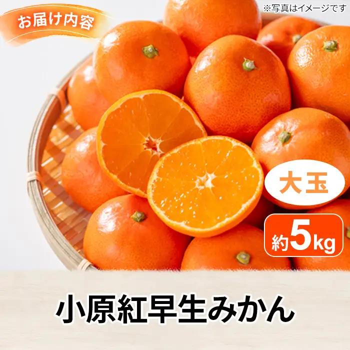 ＜先行予約！2026年12月上旬以降順次発送予定＞香川県産 小原紅早生みかん(約5kg/大玉) 国産 果物 ミカン 【man359】【Aglio nero】
