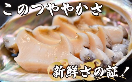 活 あわび 10個 セット 海鮮 鮑 貝 海の幸 高級 グルメ 料理 食材 食品 高級 贅沢 静岡県 藤枝市 ( 人気あわび ふるさと納税あわび ふるさとあわび furusatoあわび おすすめあわび