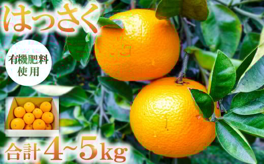 有機肥料使用「こだわりの八朔」【先行予約 八朔 4～5kg 15～20個 果物 フルーツ 柑橘類 はっさく 有機肥料 期間限定 季節限定 早期予約 2月1日～3月31日発送】