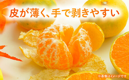 【先行予約】 早生みかん 2S-2L 約3kg みかん 蜜柑 柑橘 フルーツ 果物 【日本フルーツ株式会社】[ZFJ056]