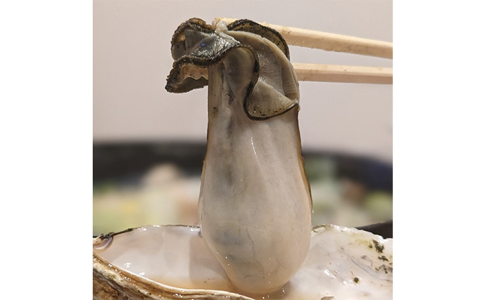 のぞみ 牡蠣 2026年先行予約 ［縁]  殻付き約15個（三年牡蠣）剥き身500g（一年牡蠣）ナイフ、簡単レシピ付き 魚貝類 海の幸 海のミルク 海鮮 貝 濃厚 産地直送 取れたて 新鮮 食材 殻付