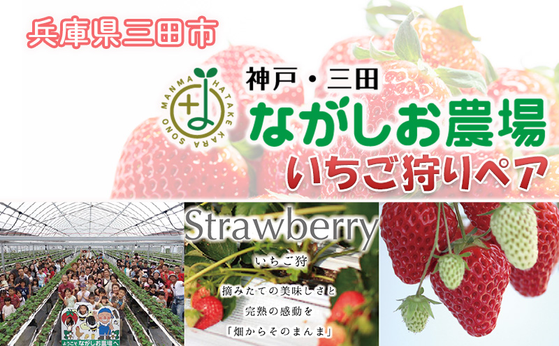 【ふるさと納税】 神戸三田ながしお農場 ( いちご狩りペア券 ) いちご 苺 いちご狩り フルーツ狩り 果物狩り イチゴ 体験 チケット 体験型 お出かけ レジャー ギフト お祝い 期間限定 ふるさと納税 ふるさと 人気 おすすめ 送料無料 兵庫県 三田市