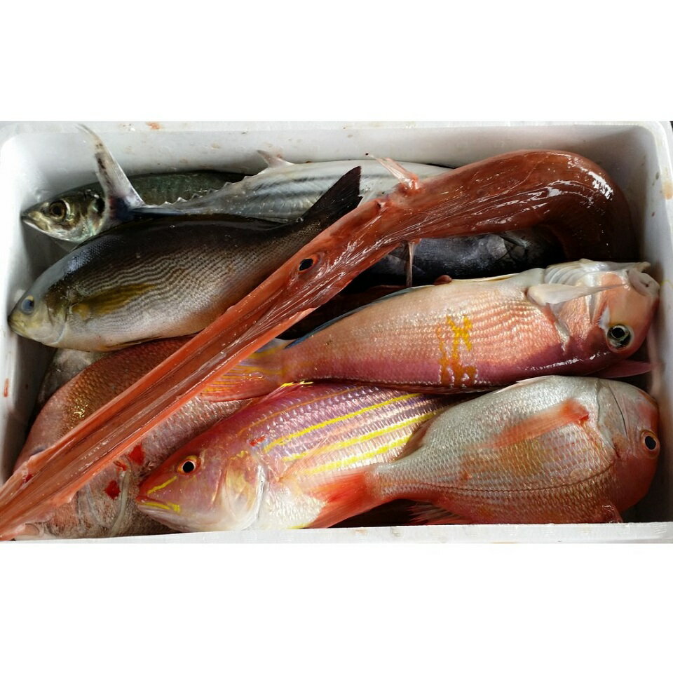 【ふるさと納税】 鮮魚 お造り セット A 4～7種 6～7kg 新鮮 天然 刺身 さしみ 生食 魚 海鮮 魚介 お楽しみ 詰め合わせ 土佐湾 高知 高知県 黒潮町