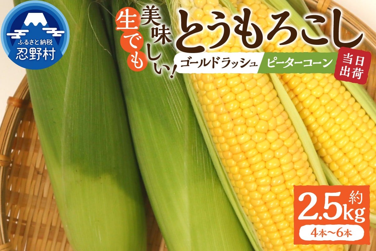 
                  【2026年先行予約】富士北麓忍野村の気候、水、自然で作られた朝採りトウモロコシ《ピーターコーン・ゴールドラッシュ》詰め合わせセット4本～6本（約2.5kg）
                