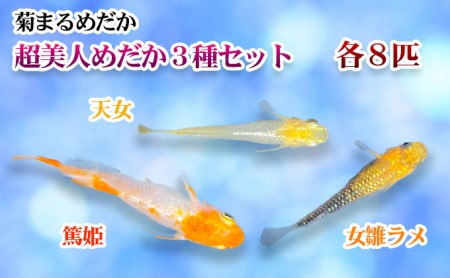 メダカ 24匹 セット 天女 篤姫 生体 メダカ【3種 女雛ラメ】 【46312262】