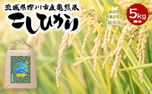 コシヒカリ 精米5kg 亀熊米 令和7年産 【茨城県共通返礼品　桜川市産】 ｜ 茨城県産 白米 米 コメ ※離島への配送不可